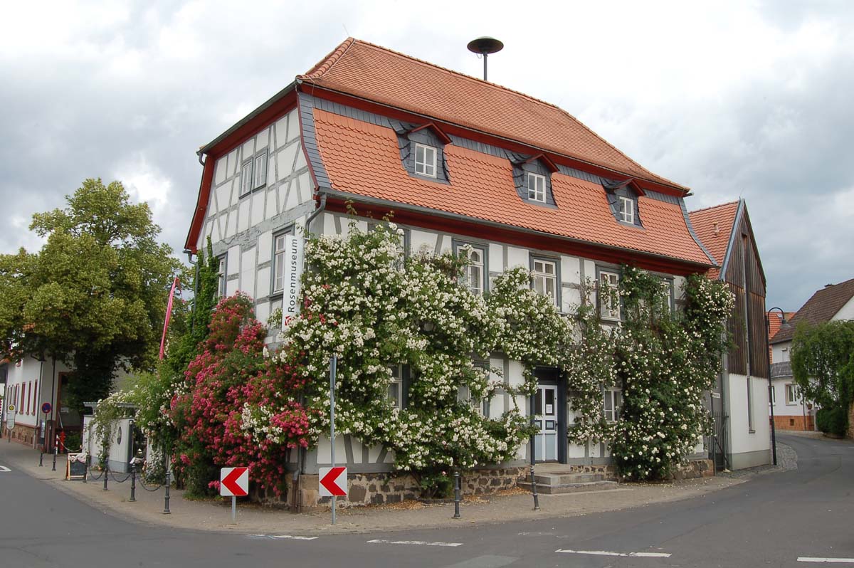 Rosenmuseum in Steinfurth